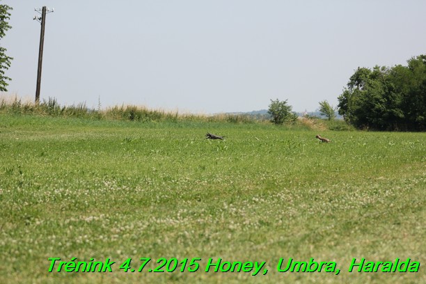 Trenink coursing 4.7.2015 (5)