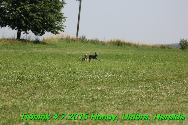 Trenink coursing 4.7.2015 (6)