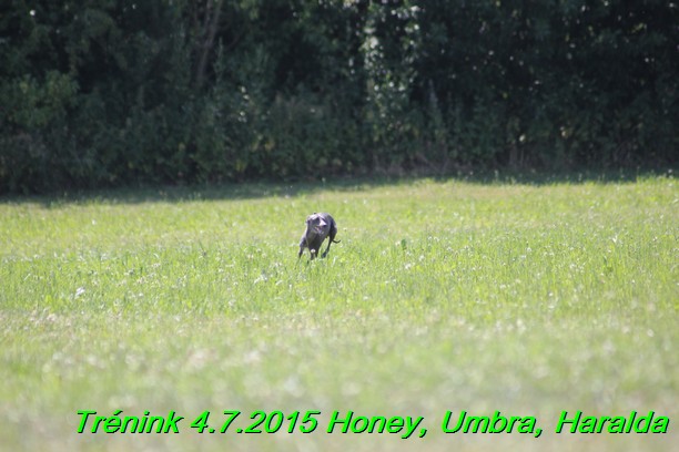 Trenink coursing 4.7.2015 (19)