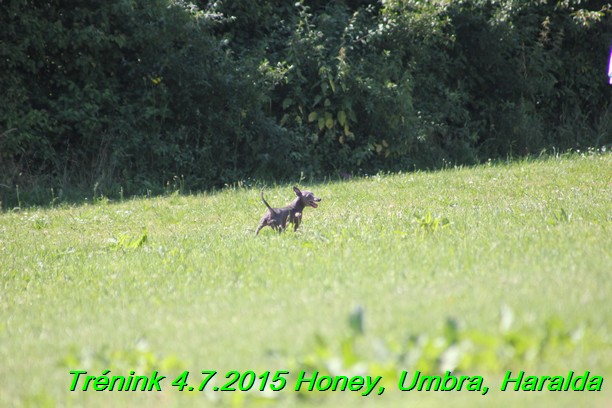 Trenink coursing 4.7.2015 (23)