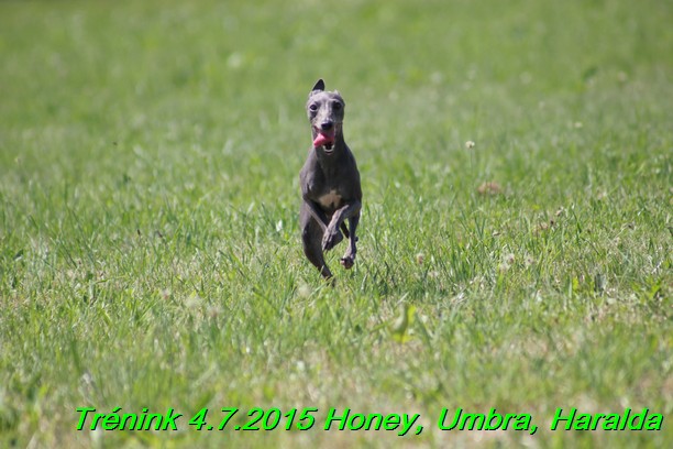 Trenink coursing 4.7.2015 (28)