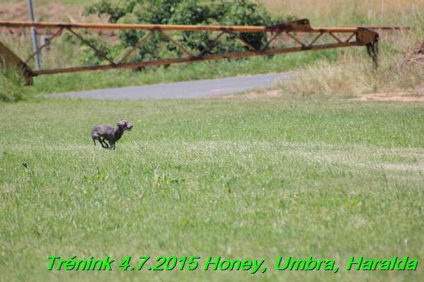 Trenink coursing 4.7.2015 (31)