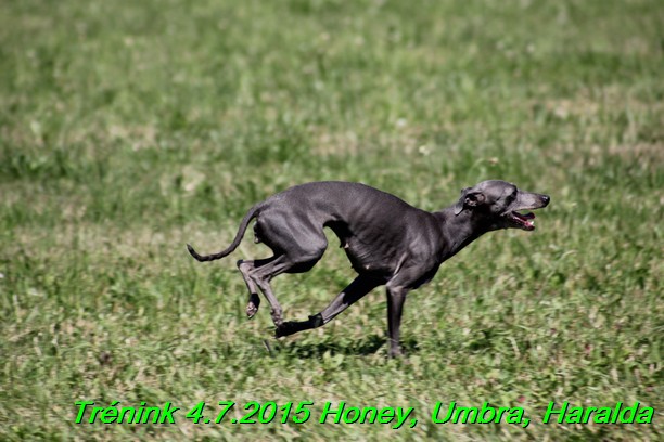 Trenink coursing 4.7.2015 (36)