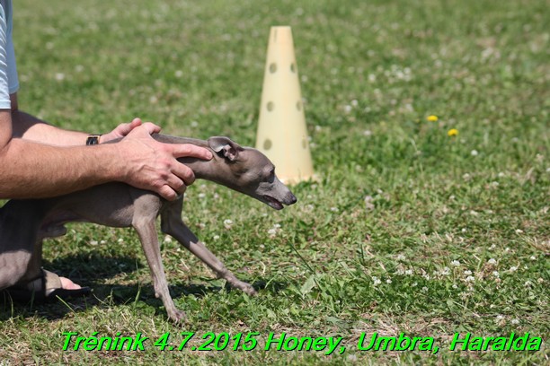 Trenink coursing 4.7.2015 (40)