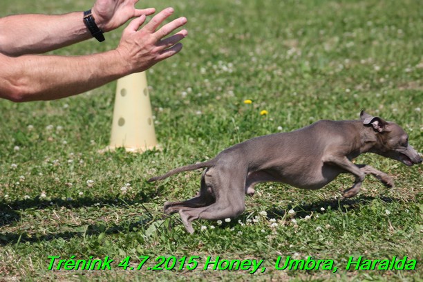 Trenink coursing 4.7.2015 (41)