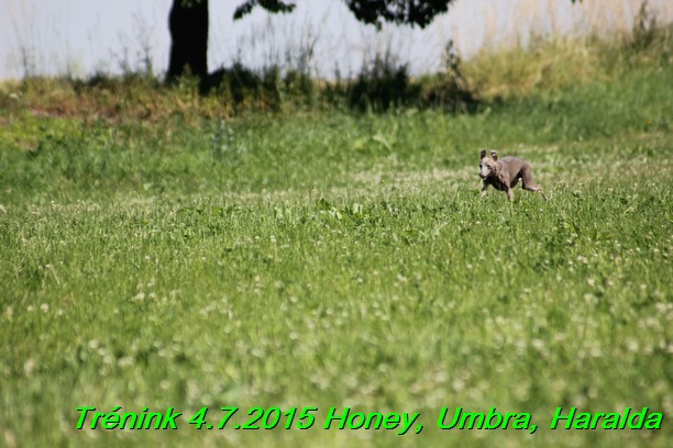 Trenink coursing 4.7.2015 (44)