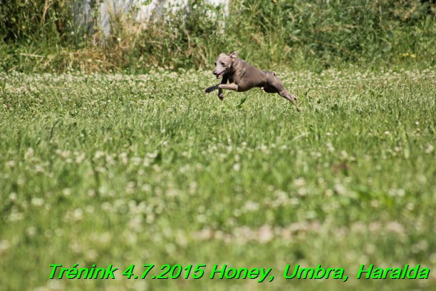 Trenink coursing 4.7.2015 (46)