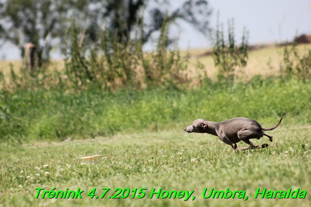 Trenink coursing 4.7.2015 (53)