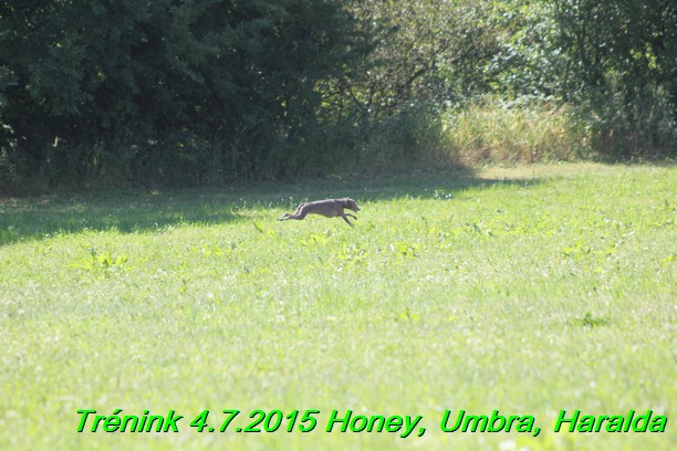 Trenink coursing 4.7.2015 (56)