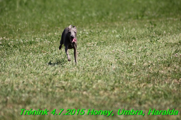 Trenink coursing 4.7.2015 (71)