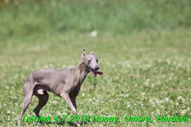 Trenink coursing 4.7.2015 (74)