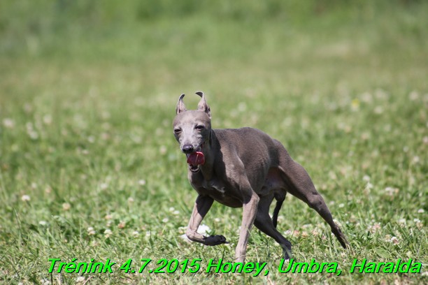 Trenink coursing 4.7.2015 (75)