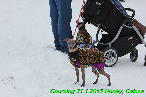 Coursing Hrdonov 31.1.2015 (61)