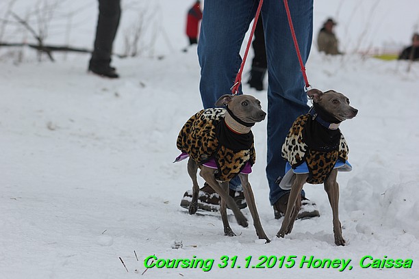 Coursing Hrdonov 31.1.2015 (65)