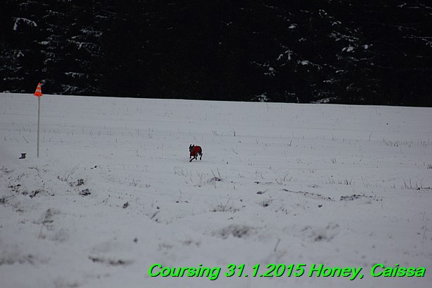 Coursing Hrdonov 31.1.2015 (131)