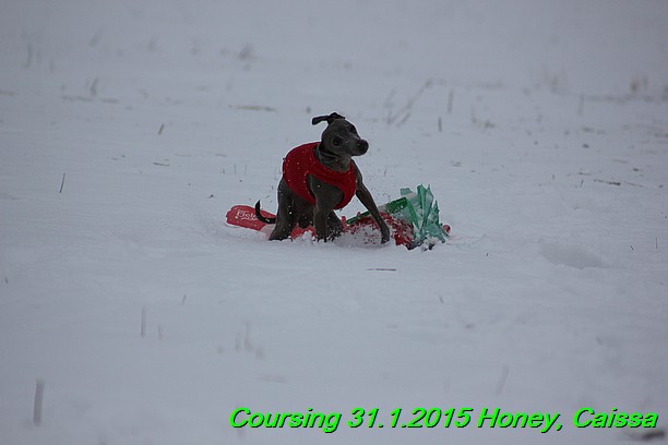 Coursing Hrdonov 31.1.2015 (168)