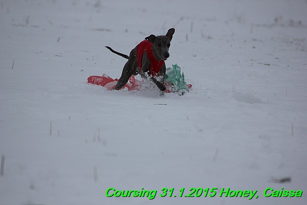 Coursing Hrdonov 31.1.2015 (169)